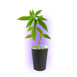 import placeholder for 5716