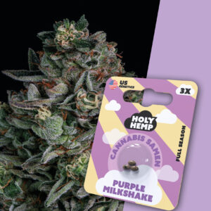 holy hemp cannabissamen purple milkshake.jpg